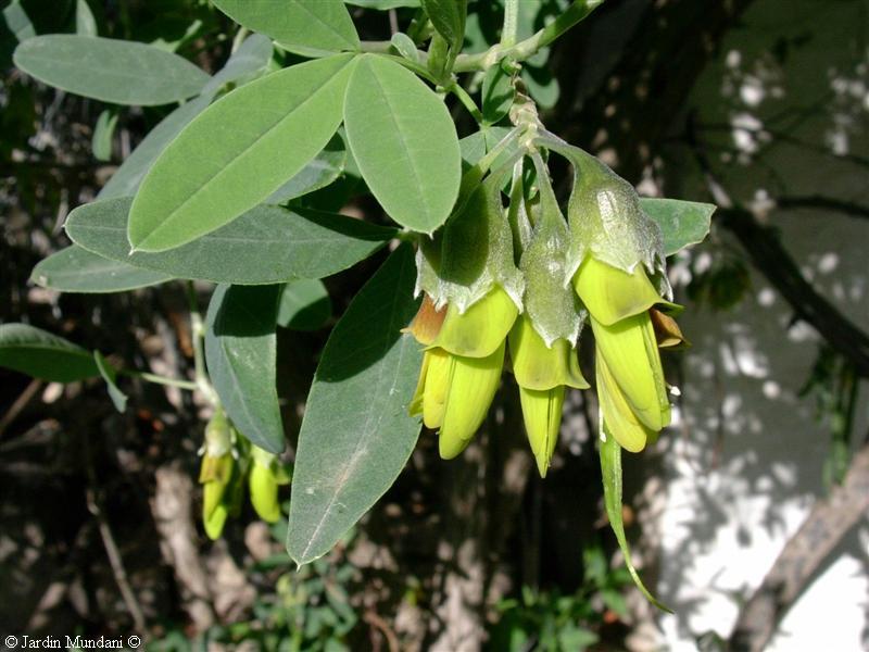 anagyris4.jpg