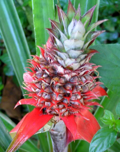 ananas-1.jpg