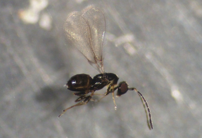 anaphesnitens.jpg