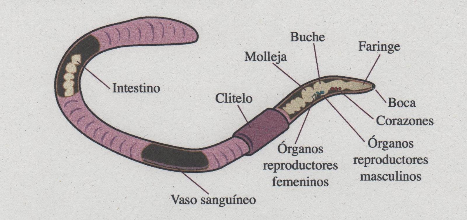 anatomia1.jpe