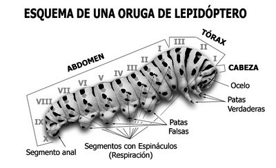 anatomiaoruga_bnjpg.jpg