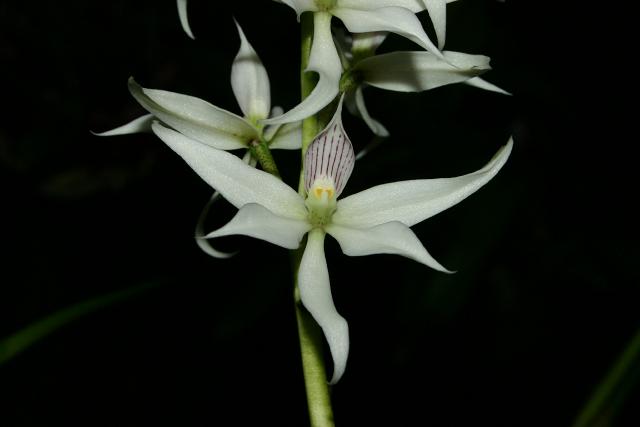 anavenezuelianum.jpg