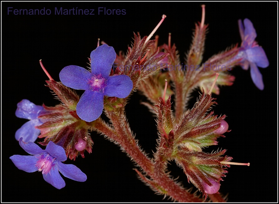 Anchusa_azurea_pk.jpg