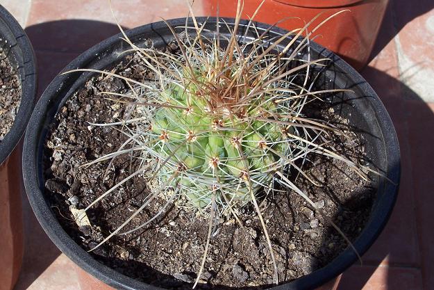 ancistrocactus1.JPG