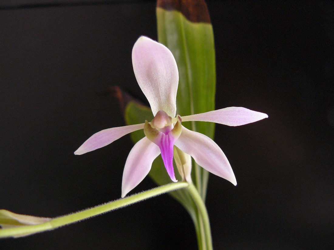 ancistrochilus.jpg