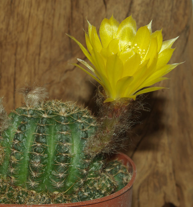 ancistrophora.jpg