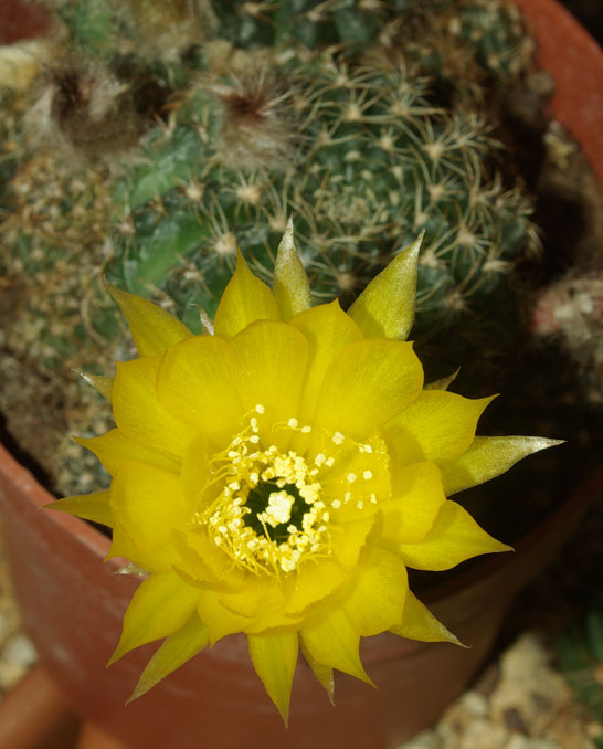 ancistrophora2.jpg