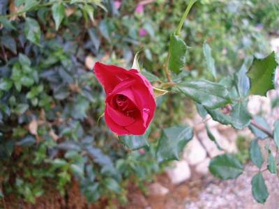 andalusia_049_Small_.jpg