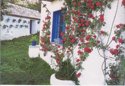 andaluz-2.jpg