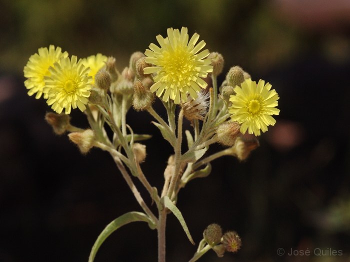 Andryala_integrifolia.jpg