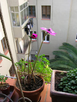 anemona07.jpg