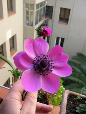 anemona07b.jpg