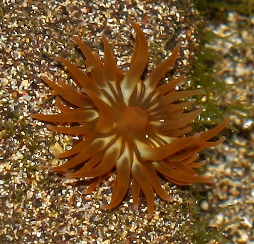 anemona_1496.jpg