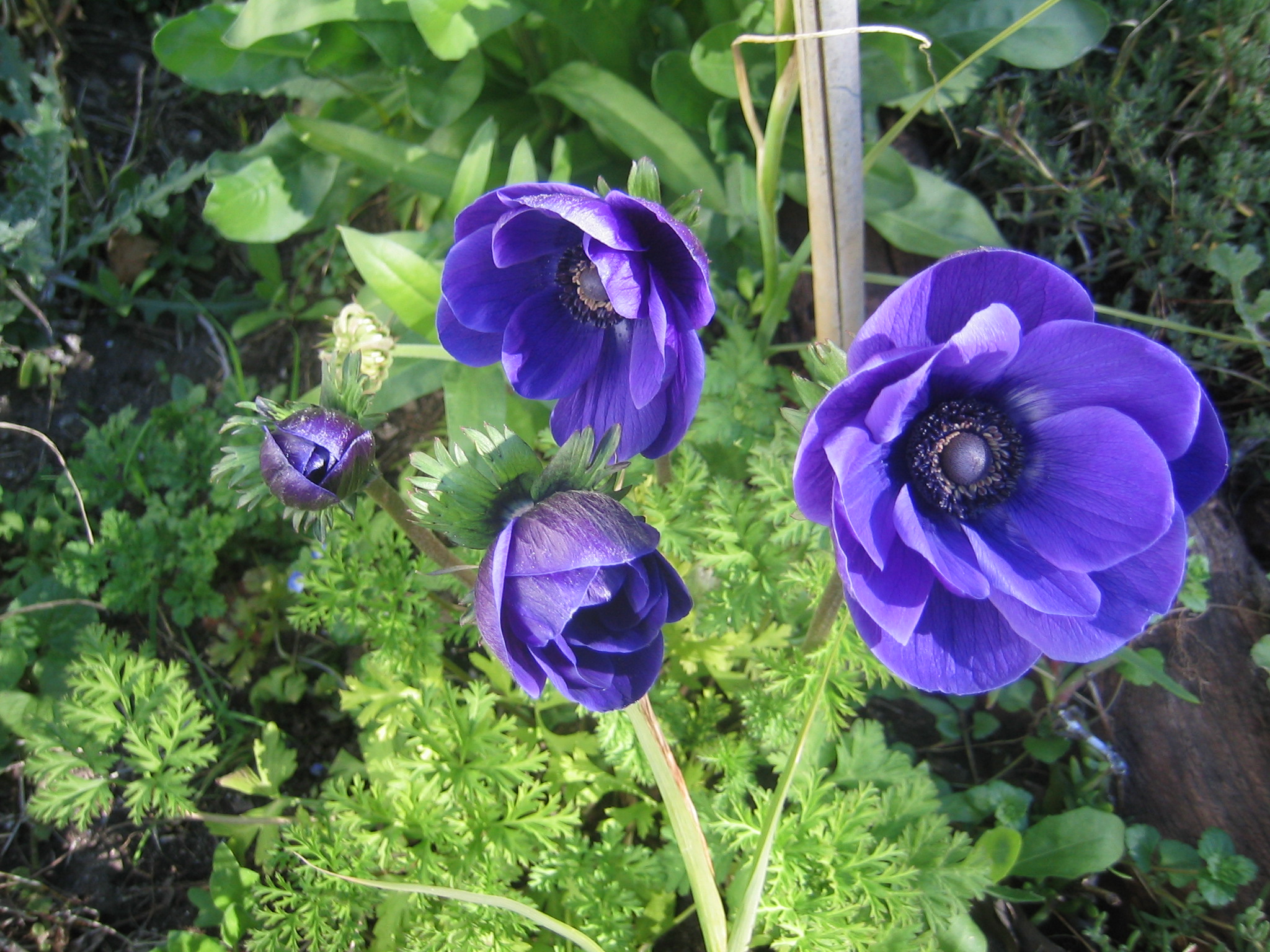 anemonas_4527.jpg