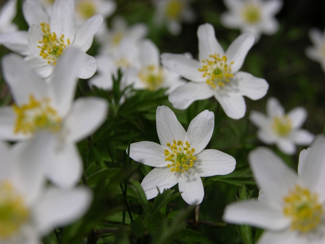 Anemone%20nemorosa%2000030.JPG