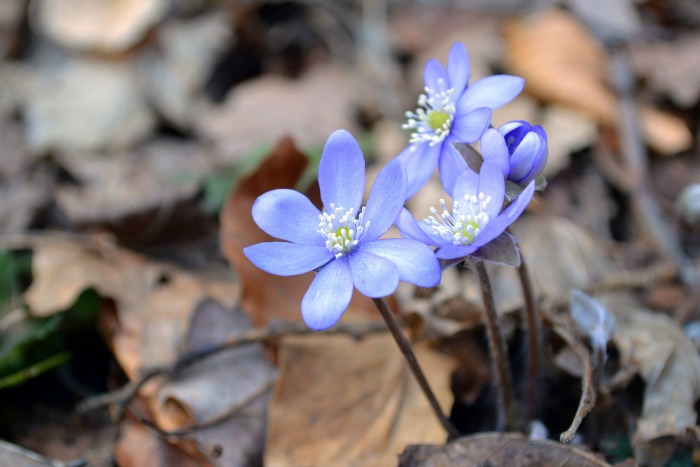 anemone-hepatica.jpg