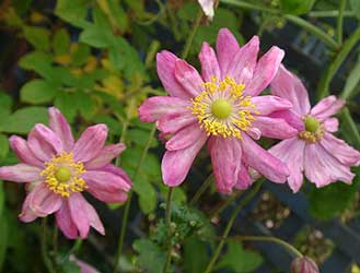 anemone-japonica-flores.jpg