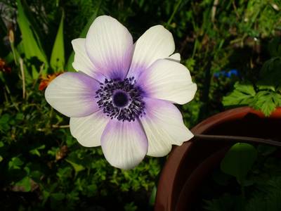 Anemone_19jan08.JPG