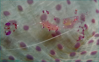 Anemone_Shrimp_periclimenes_holthui.jpg