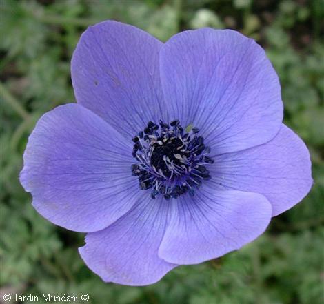 anemonecoronaria1.jpg