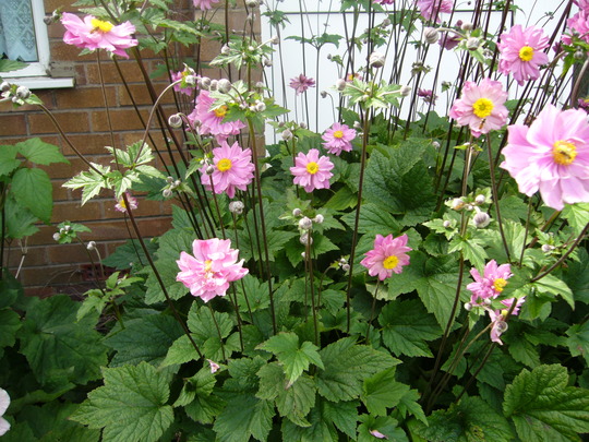 Anenome_japonica_queen_charlotte_28.7.9.jpg
