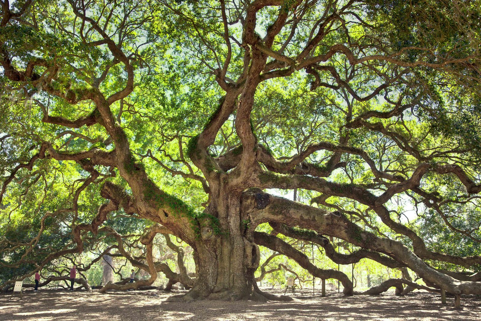 angel-oak-1.jpg