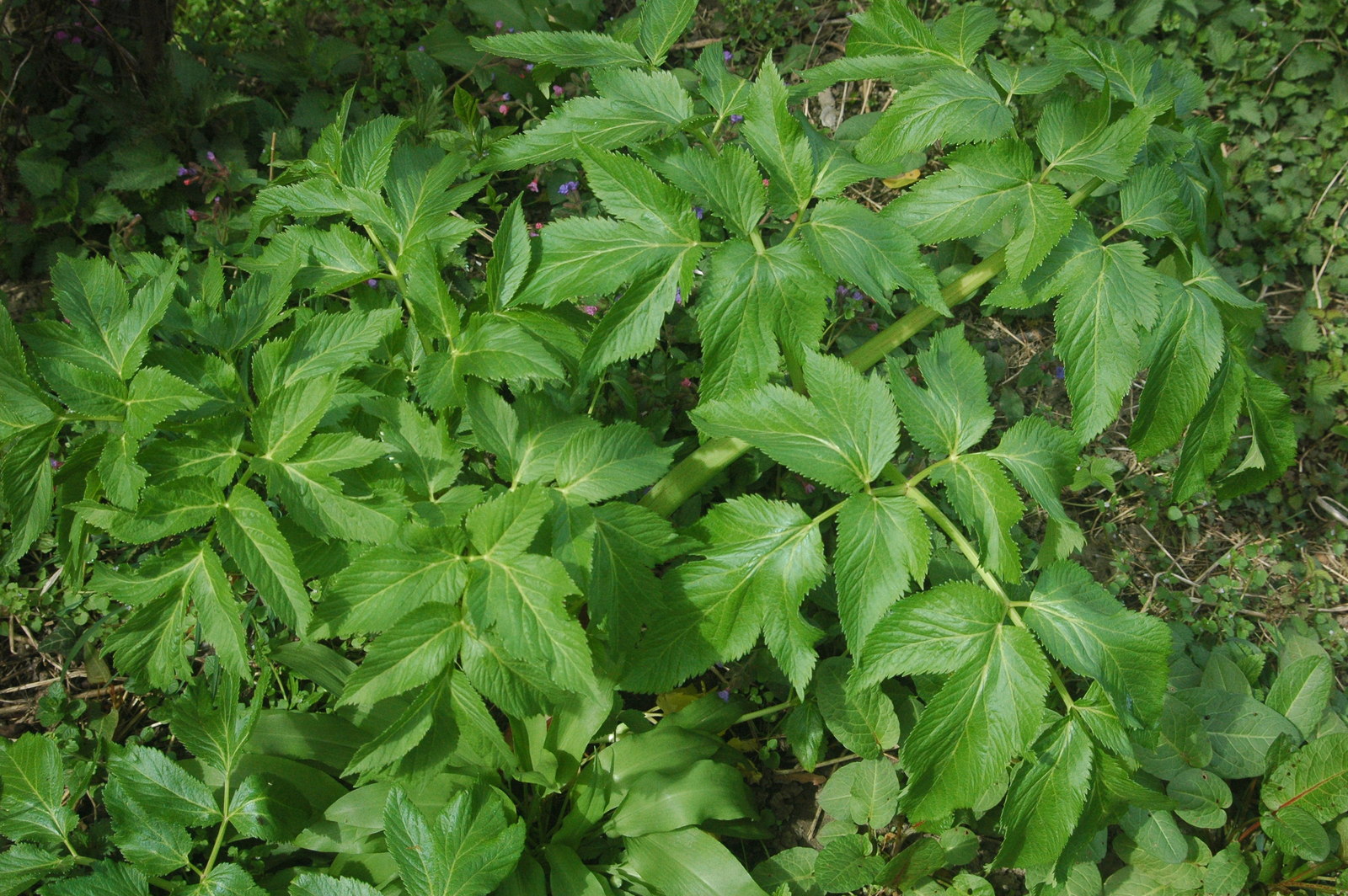 Angelica_archangelica_spring.jpg