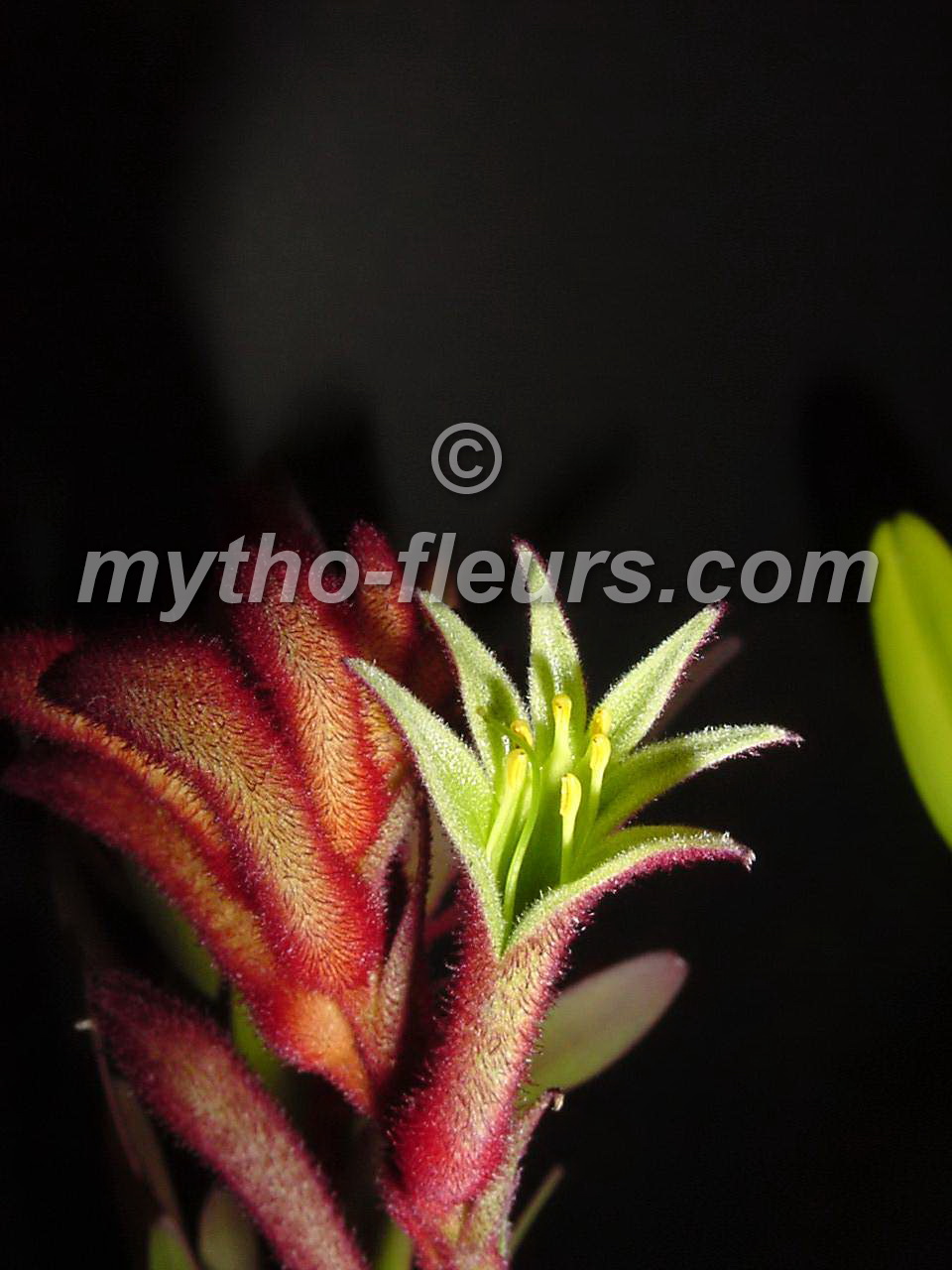 angozanthos_flavidus.JPG
