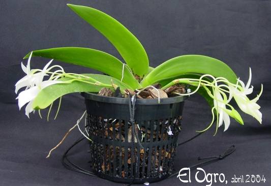 Angraecum%20leonis%20var%20Majus%202004%200414%20Dsc01457%20foro.jpg