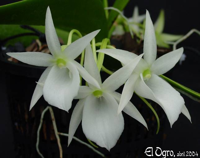Angraecum%20leonis%20var%20Majus%202004%200414%20Dsc01465%20foro.jpg