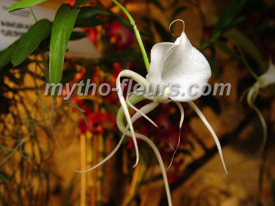 angraecum_germinyanum.JPG