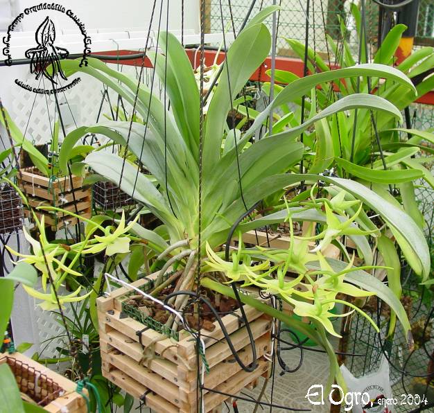 angraecumorchidgladeplanta.jpg
