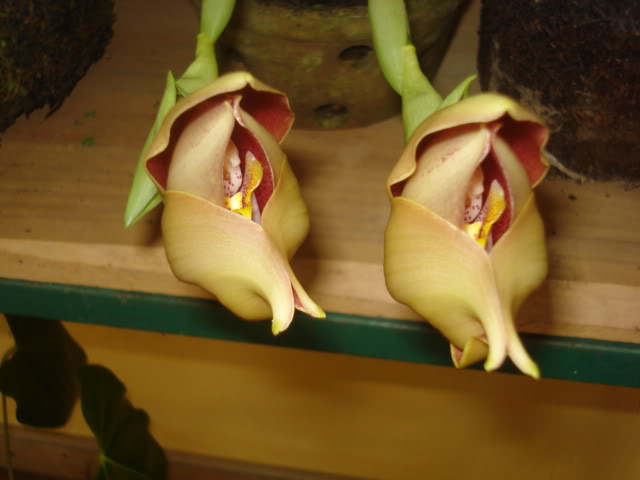 anguloa001.jpg