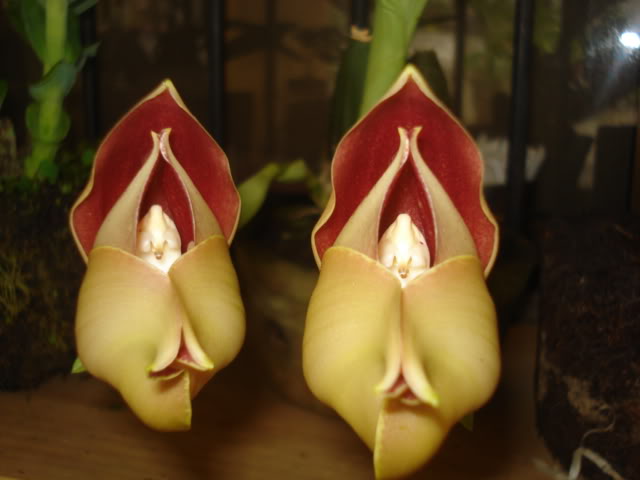 anguloa002.jpg