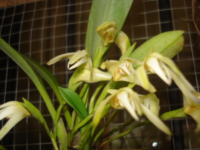 anguloa003.jpg
