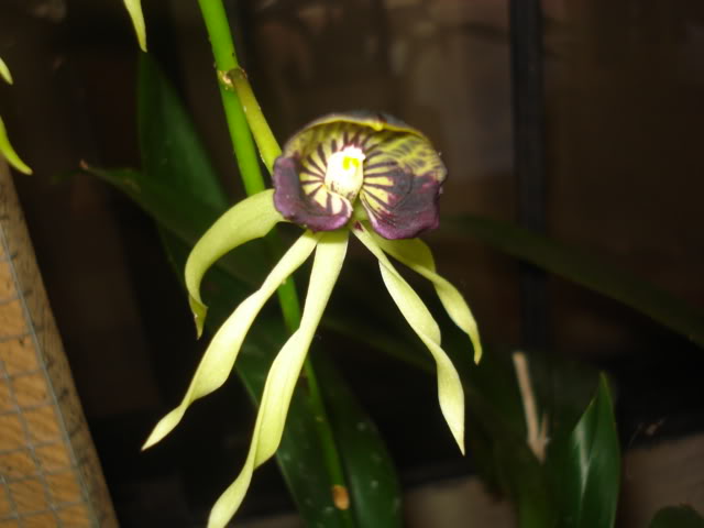 anguloa005.jpg