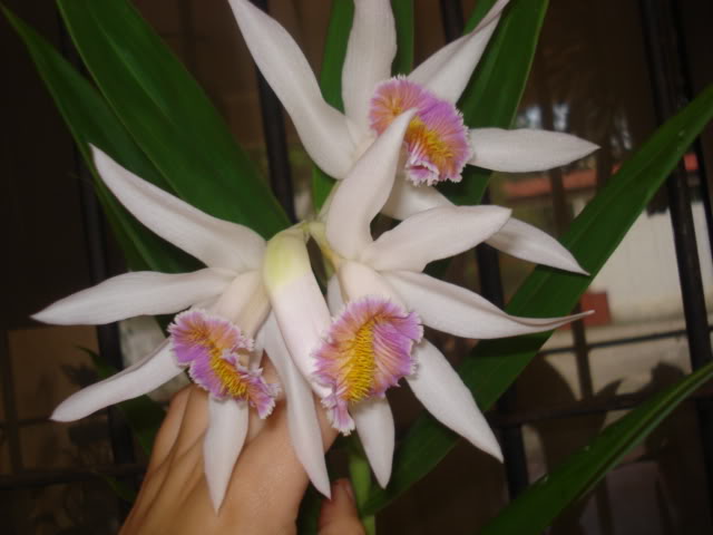 anguloa006.jpg