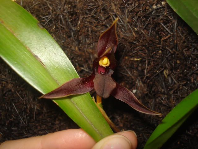 anguloa008.jpg