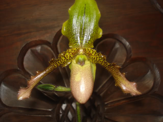 anguloa010.jpg