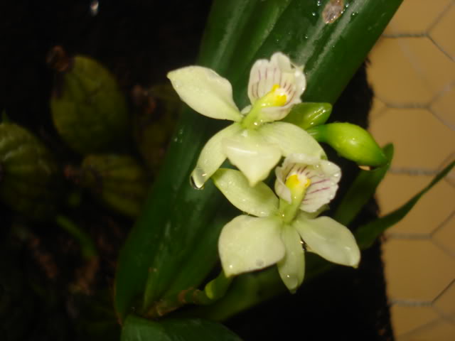 anguloa011.jpg