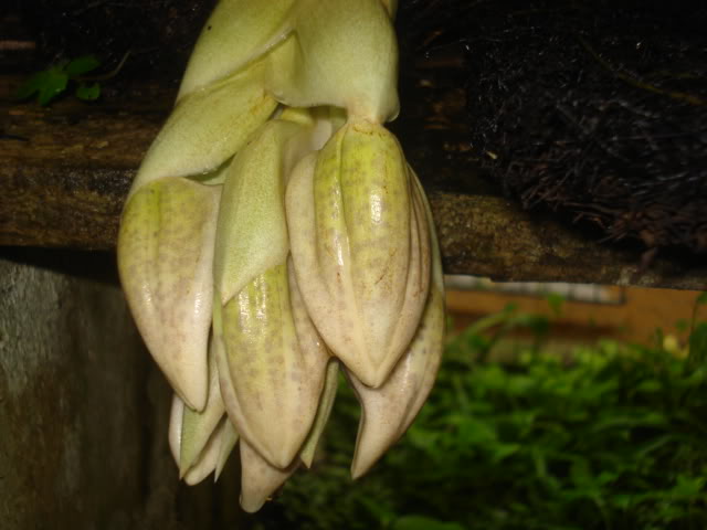 anguloa013.jpg