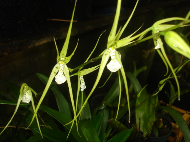 anguloa014.jpg