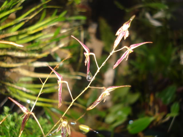 anguloa017.jpg