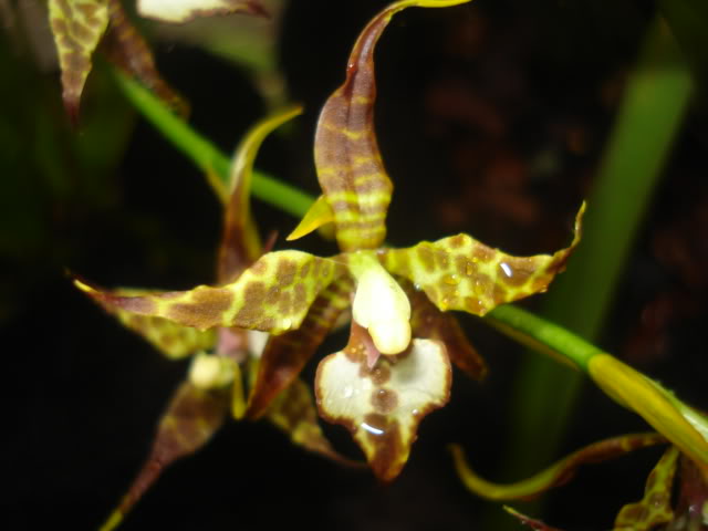 anguloa018.jpg
