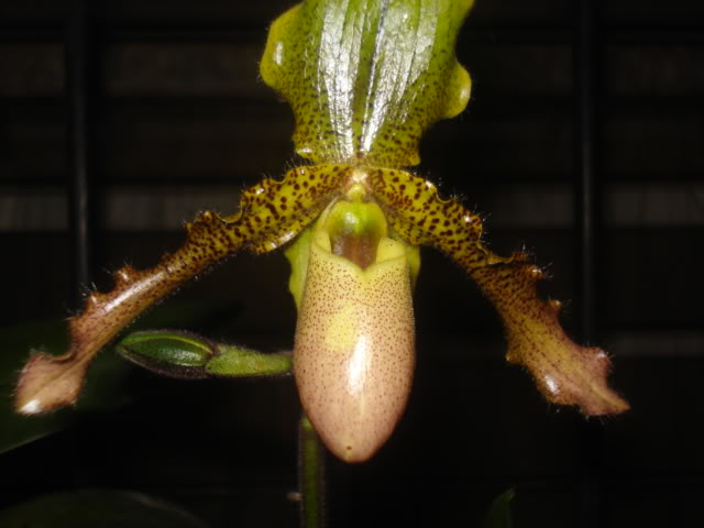 anguloa019.jpg