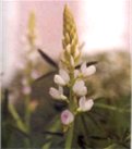 angustifolius.jpg