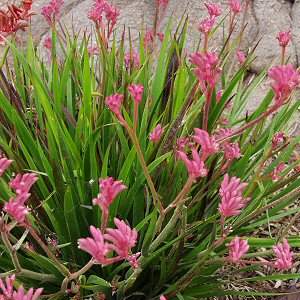 Anigozanthos_Bush_Pearl1.JPG