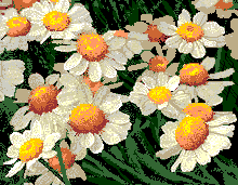 animaciondaisies.gif