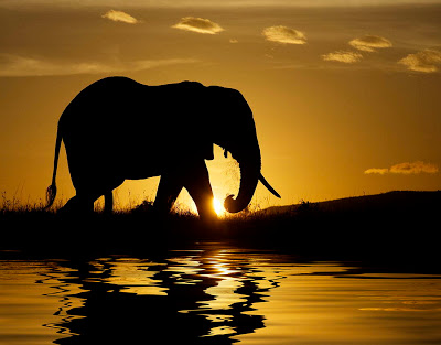 animales-en-su-habitat-natural-animal-photography-10.jpg