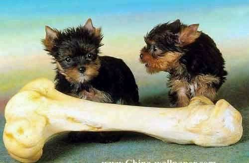 animales-graciosos-risa-perritos-hu.jpg
